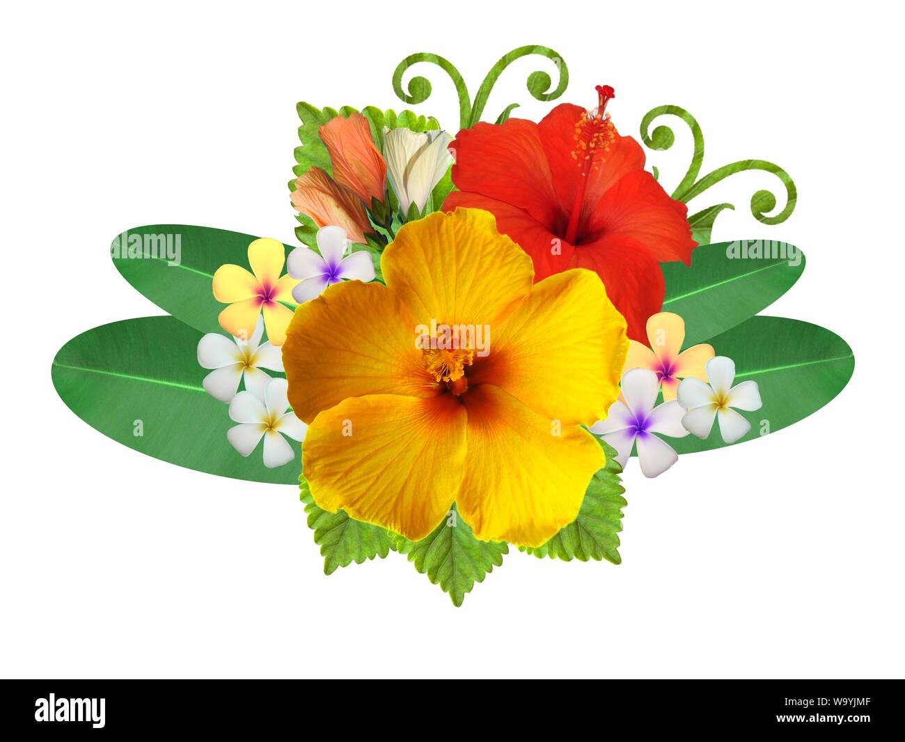 Hibiscus dans différentes couleurs et différentes variétés Banque D'Images