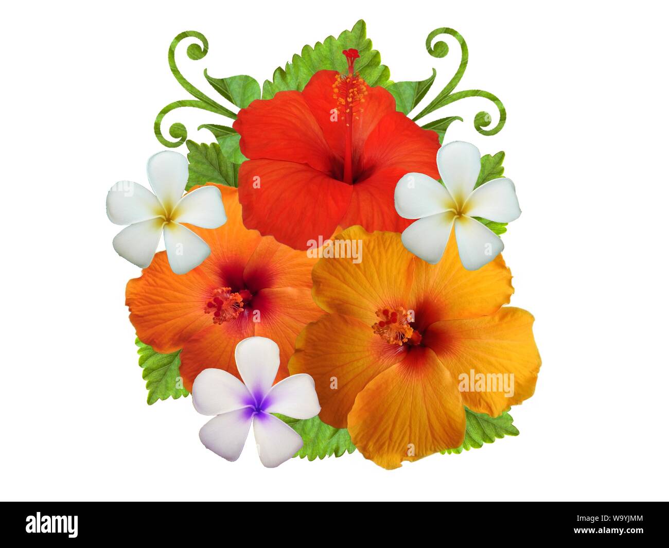 Hibiscus dans différentes couleurs et différentes variétés Banque D'Images