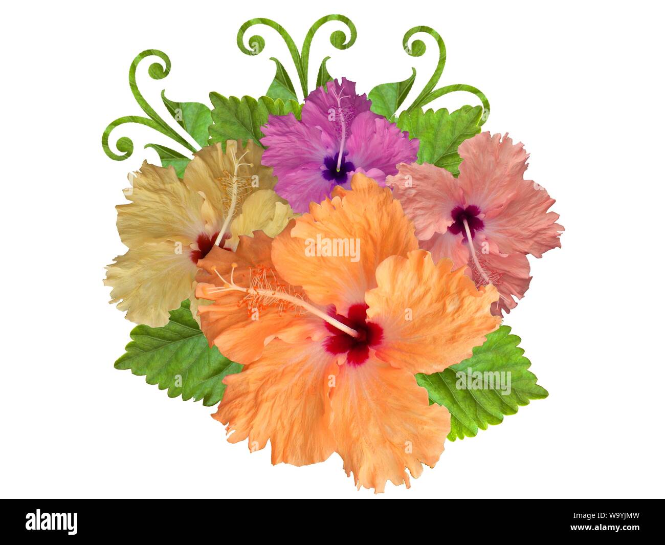 Hibiscus dans différentes couleurs et différentes variétés Banque D'Images