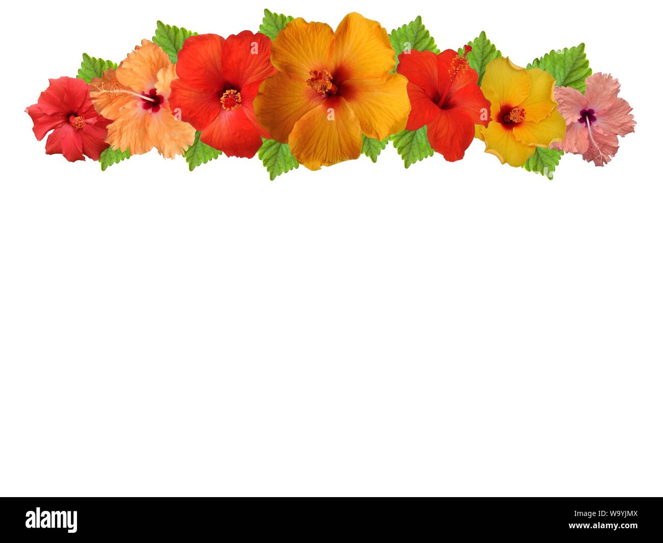 Hibiscus dans différentes couleurs et différentes variétés Banque D'Images