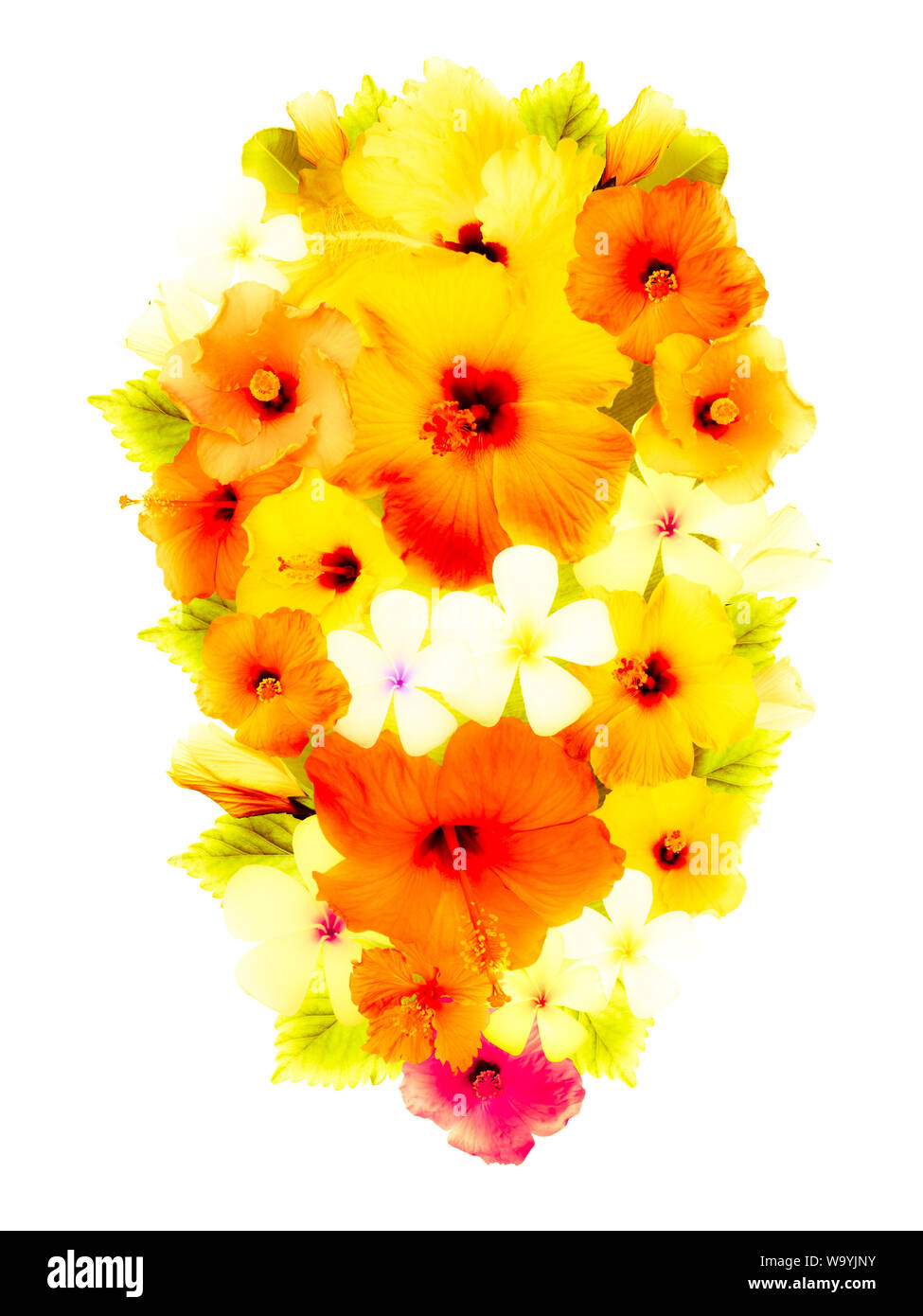 Hibiscus dans différentes couleurs et différentes variétés Banque D'Images