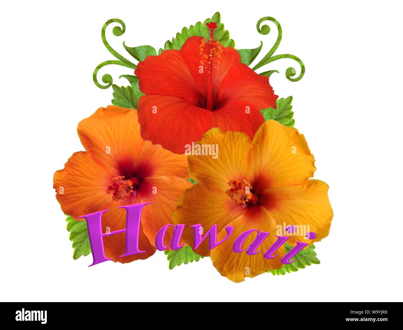 Hibiscus dans différentes couleurs et différentes variétés Banque D'Images