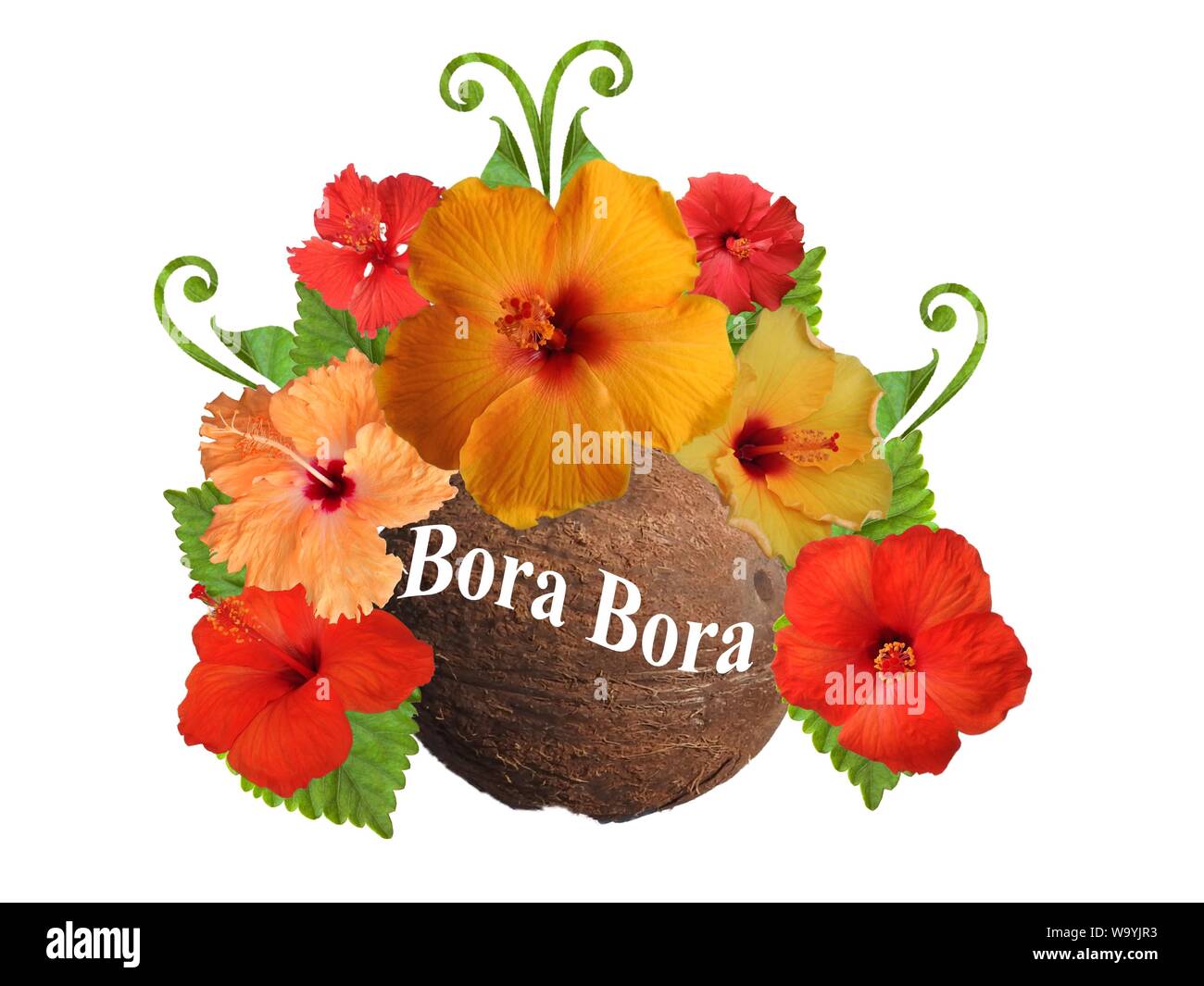 Hibiscus dans différentes couleurs et différentes variétés Banque D'Images