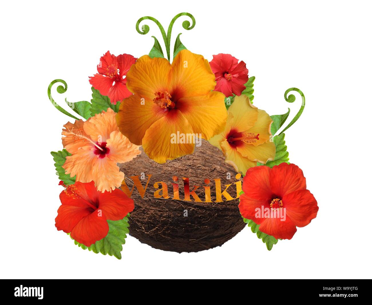 Hibiscus dans différentes couleurs et différentes variétés Banque D'Images