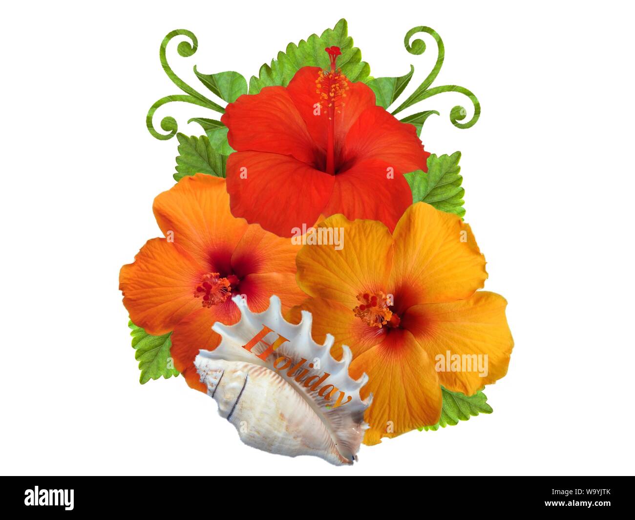 Hibiscus dans différentes couleurs et différentes variétés Banque D'Images