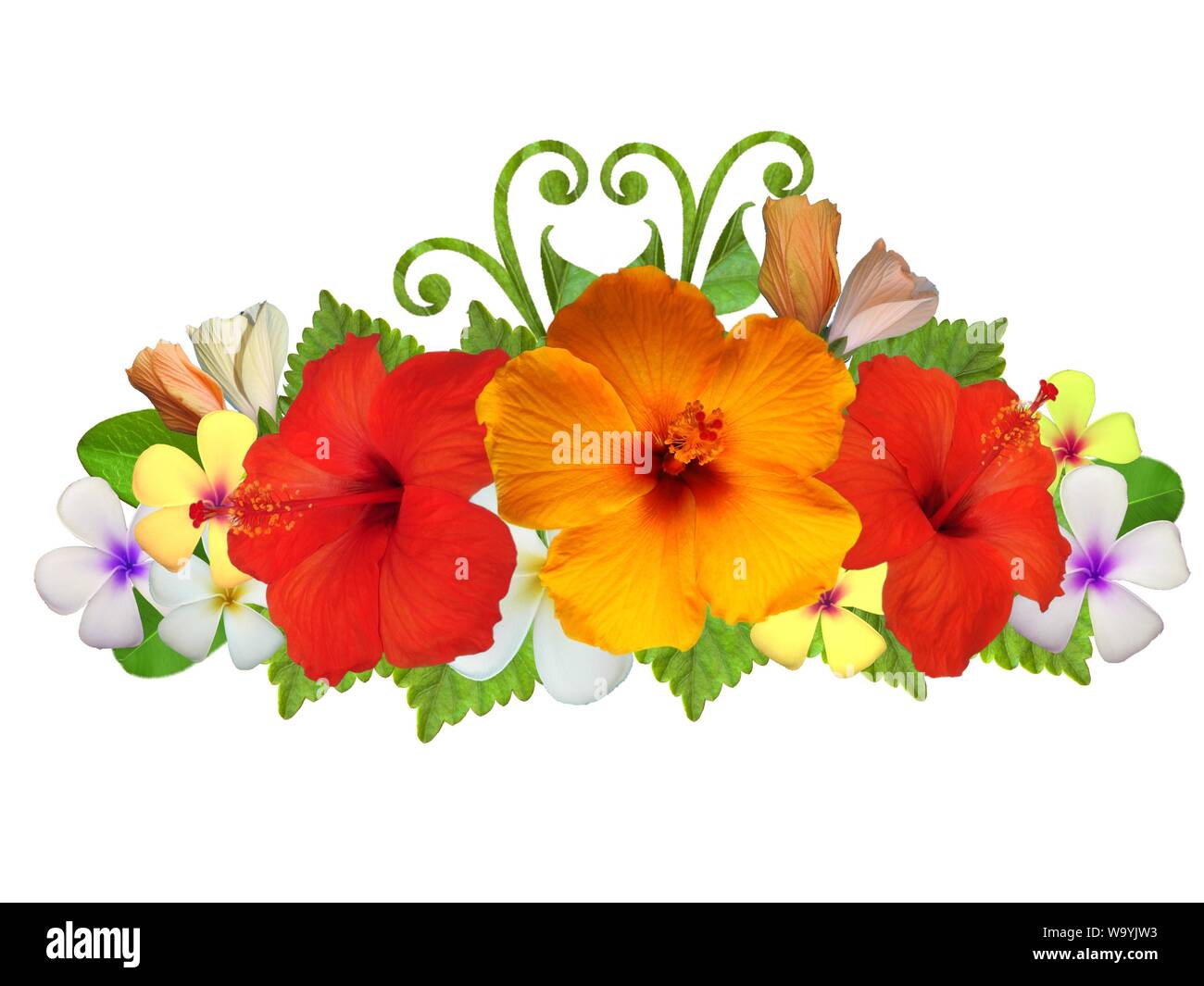 Hibiscus dans différentes couleurs et différentes variétés Banque D'Images