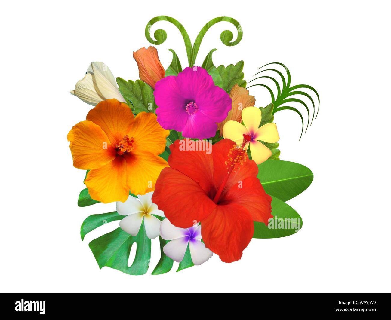 Hibiscus dans différentes couleurs et différentes variétés Banque D'Images