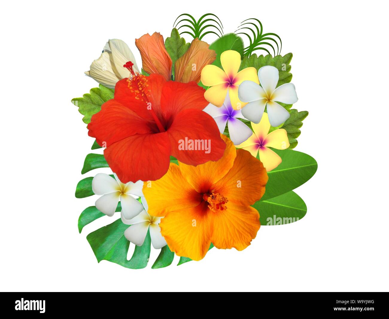 Hibiscus dans différentes couleurs et différentes variétés Banque D'Images