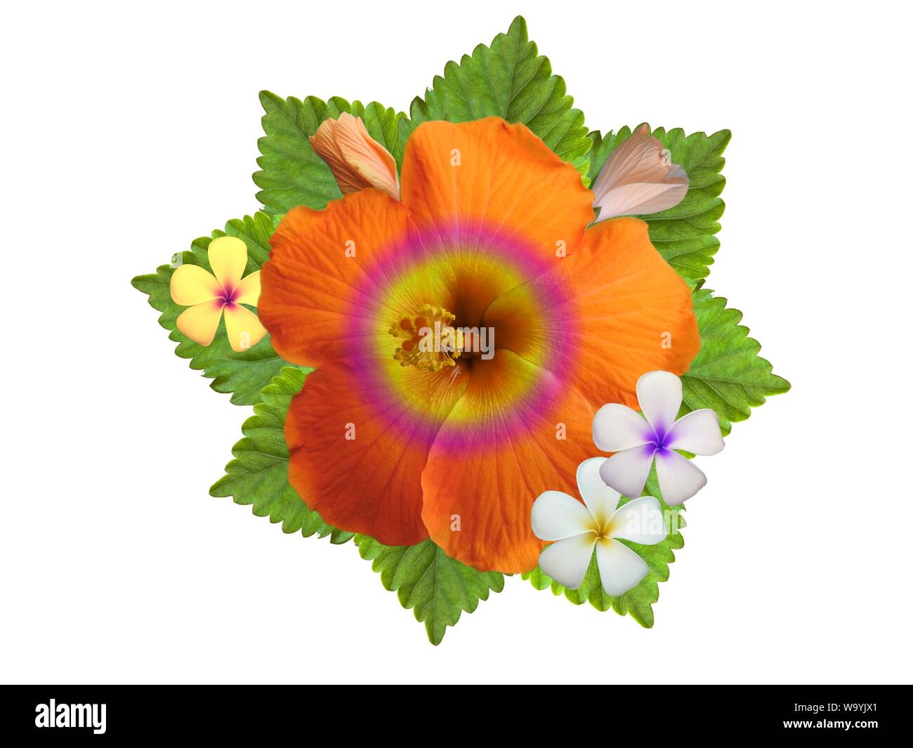 Hibiscus dans différentes couleurs et différentes variétés Banque D'Images