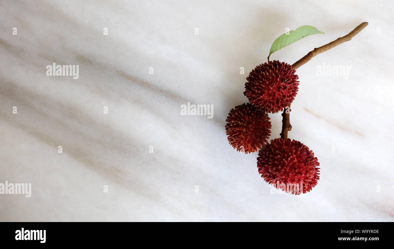 Une bande d'pulasan fruits, avec l'espace vide sur le côté gauche. Un fruit tropical rouge avec le nom scientifique Nephelium ramboutan-akea. Banque D'Images