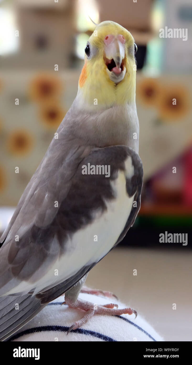 Un animal heureux cockatiel gris mignon avec les joues rouges, perché sur un genou. Banque D'Images