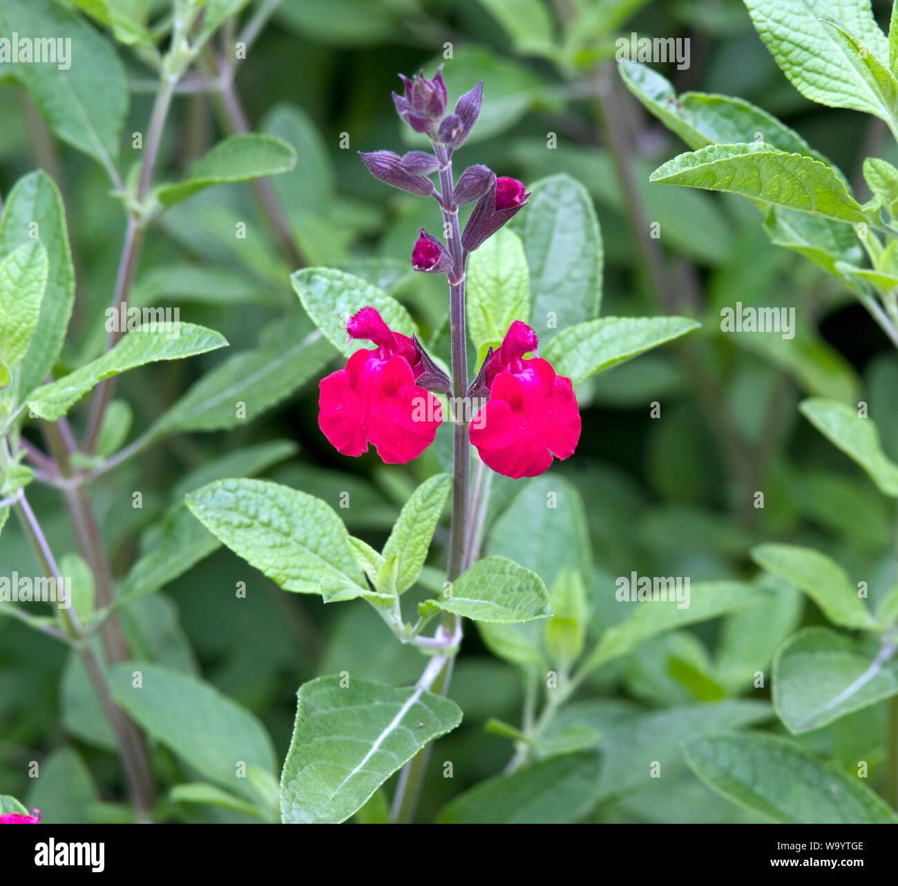 Salvia microphylla 'Cerro Potosí' Banque D'Images