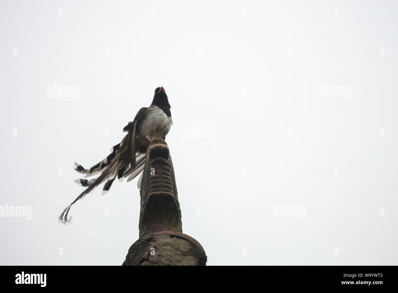 La vie avec un oiseau Banque D'Images