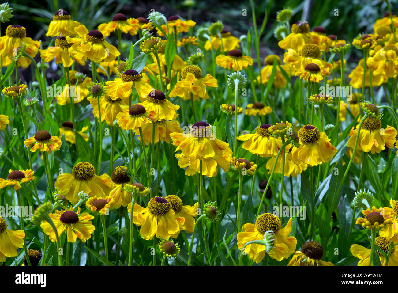 Helenium 'El Dorado' Banque D'Images