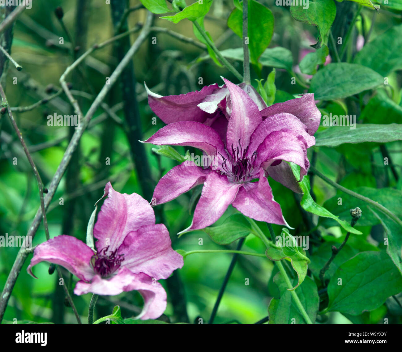 Clematis Giselle Banque D'Images