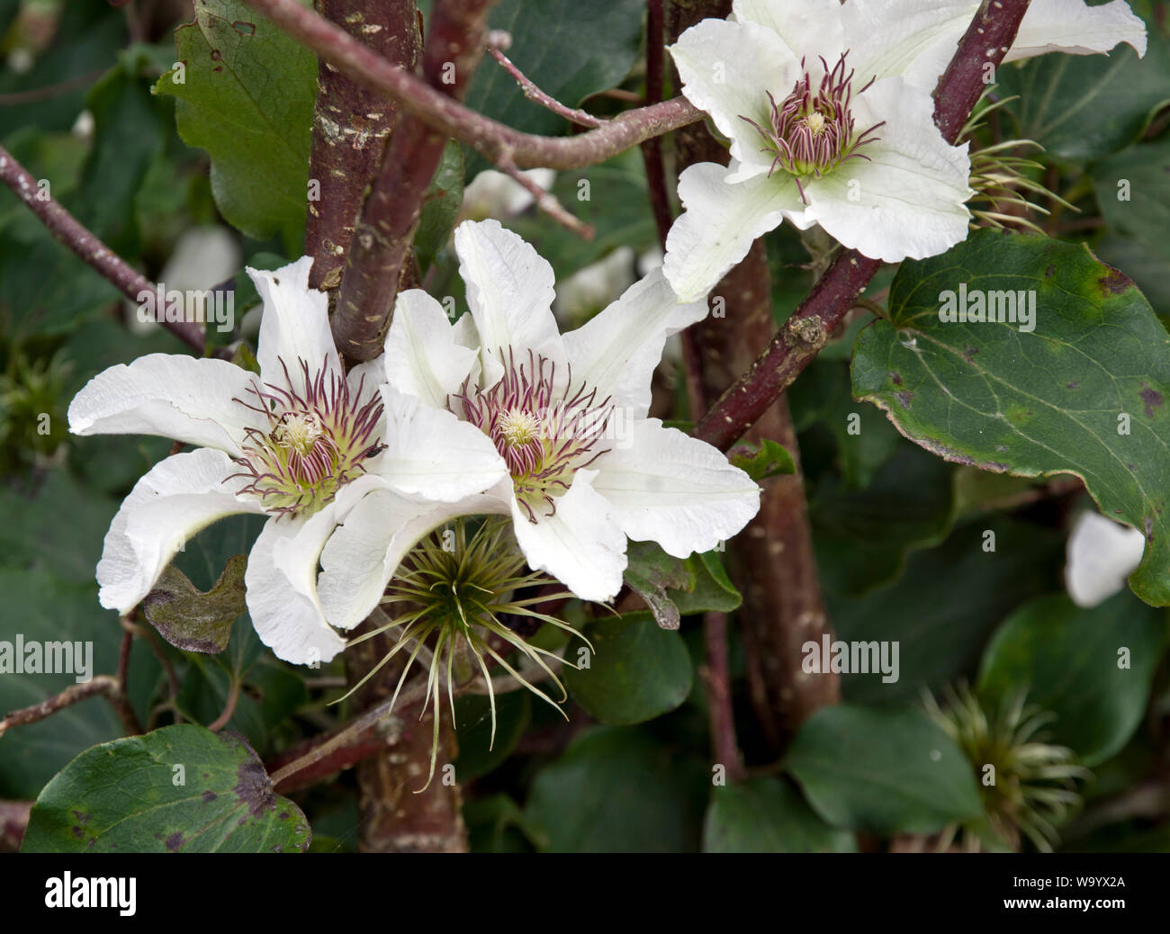 Clematis Kitty Banque D'Images