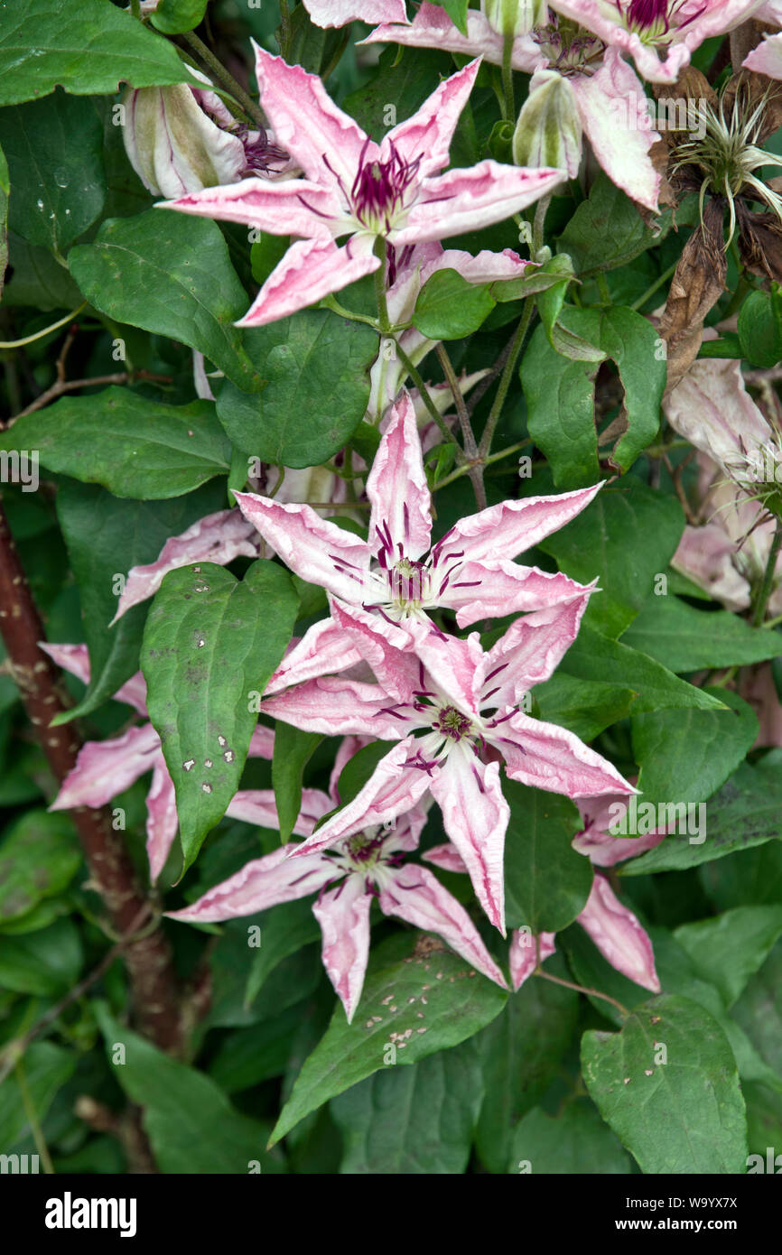 Clematis Sarah Elizabeth Banque D'Images