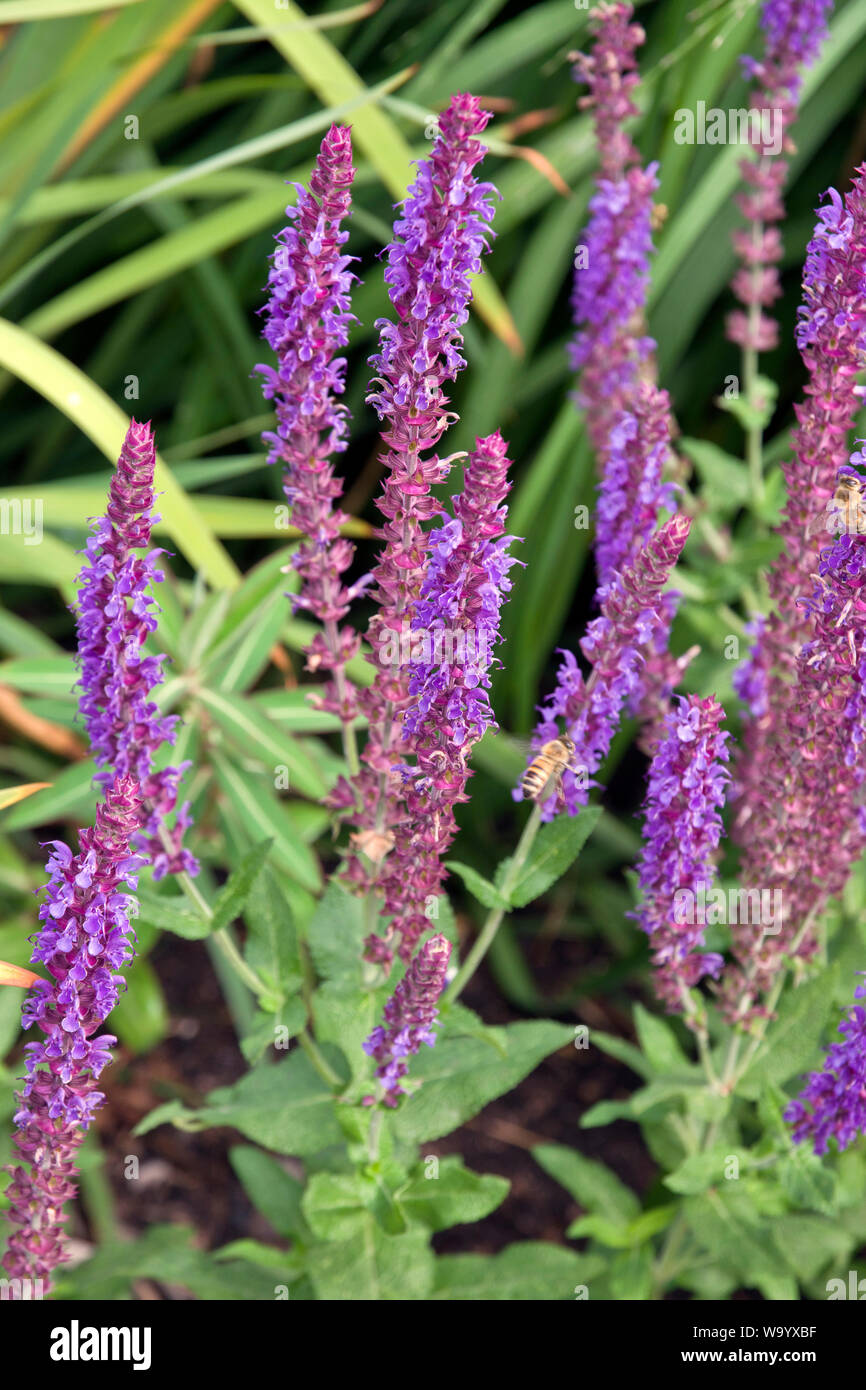 Salvia nemorosa Banque D'Images