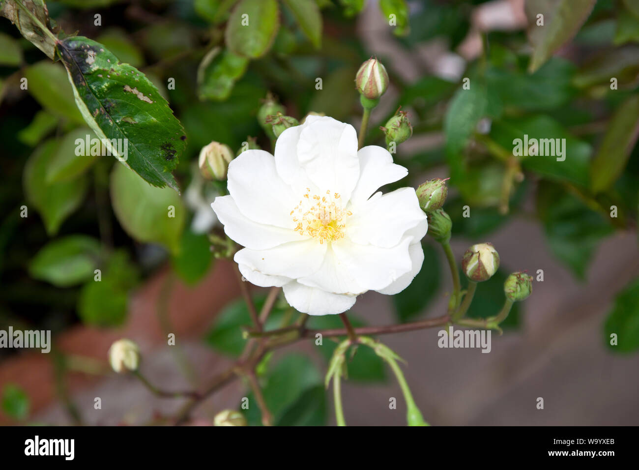 Pax Rose Banque D'Images