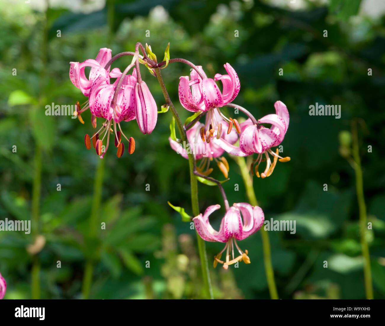 Lilium martagon Banque D'Images