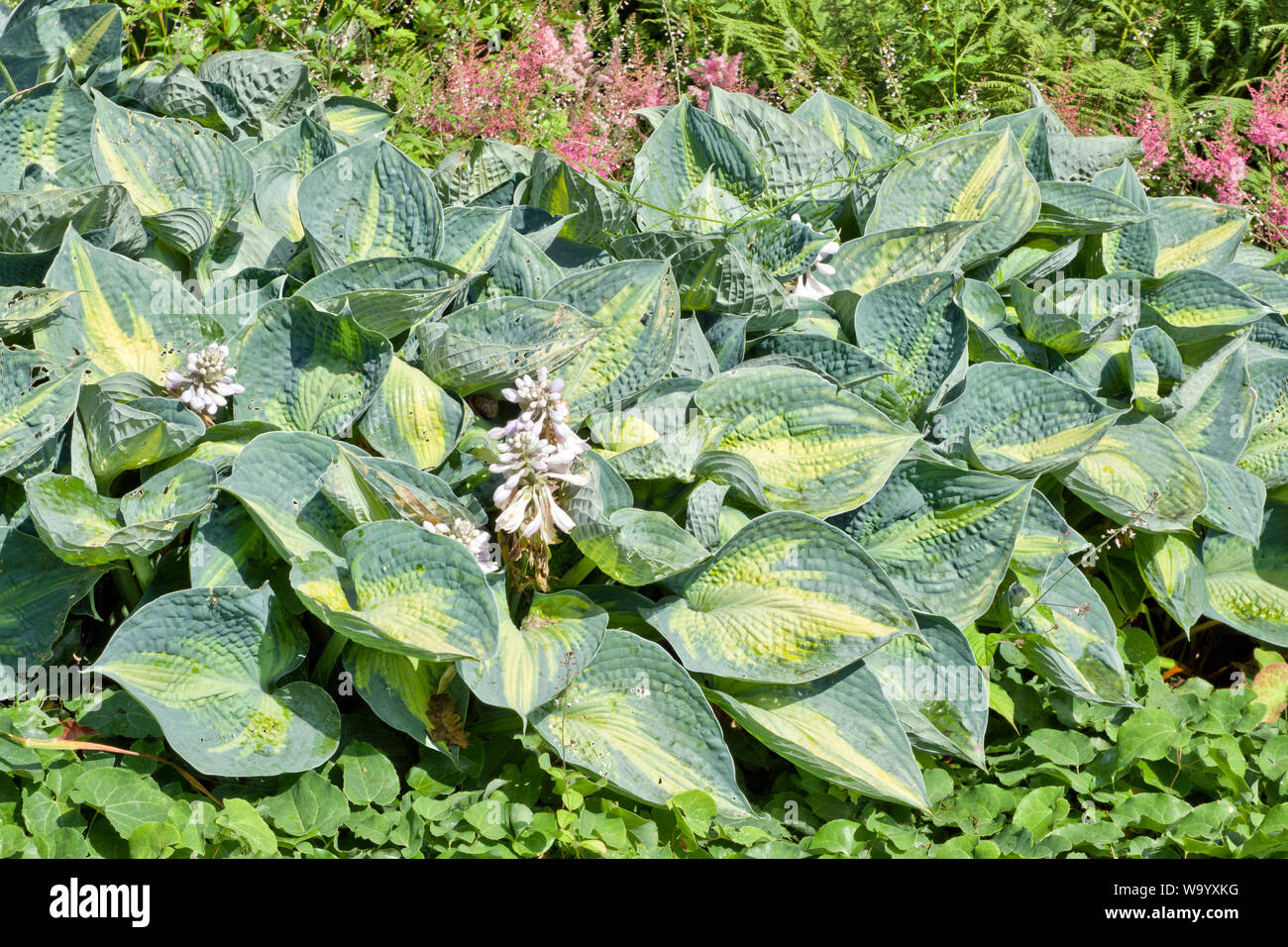 La vague de chaleur de Hosta Banque D'Images