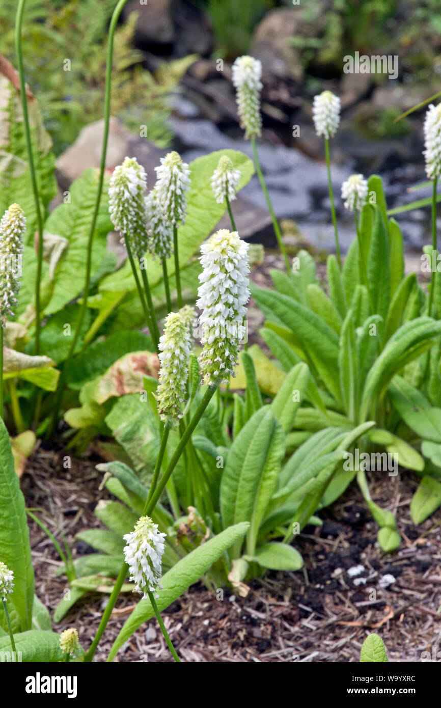 Primula Vialii forme blanche Banque D'Images