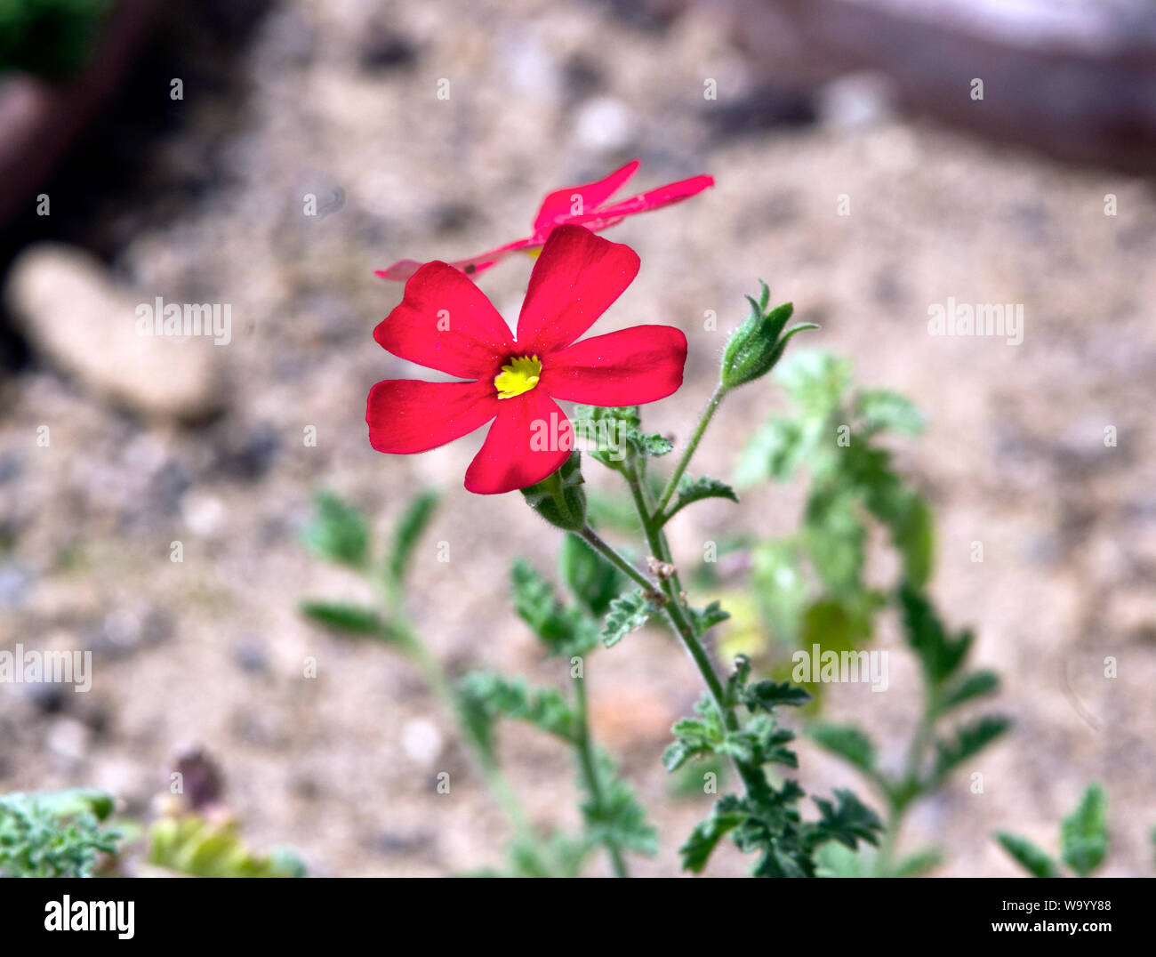 Jamesbrittenia bergae Banque D'Images