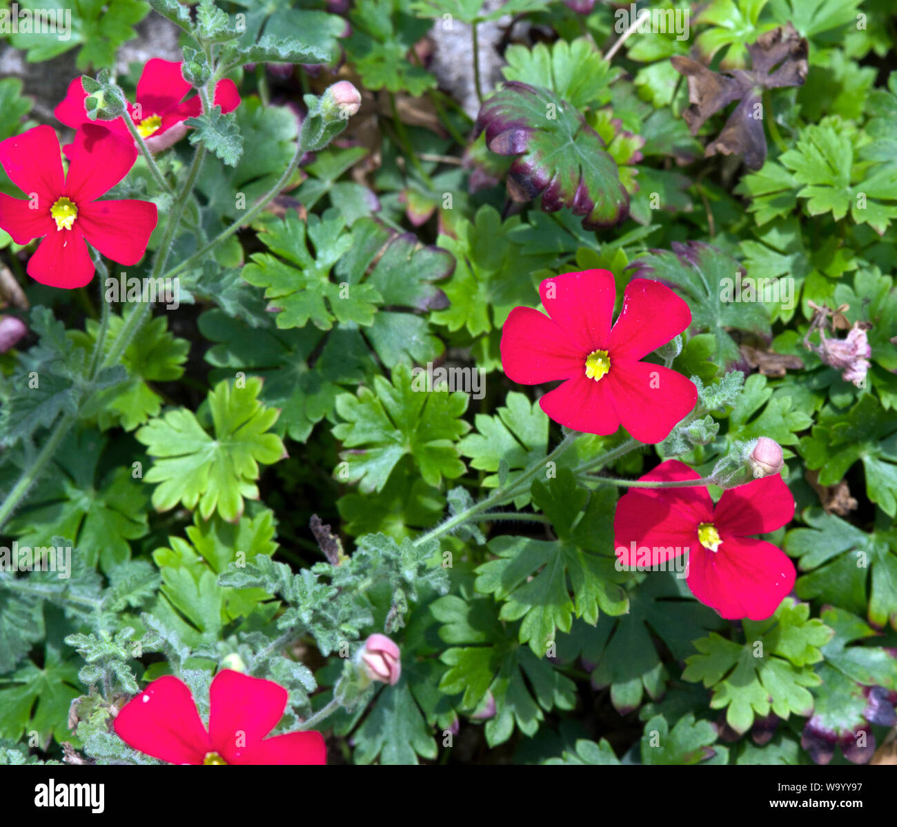 Jamesbrittenia bergae Banque D'Images