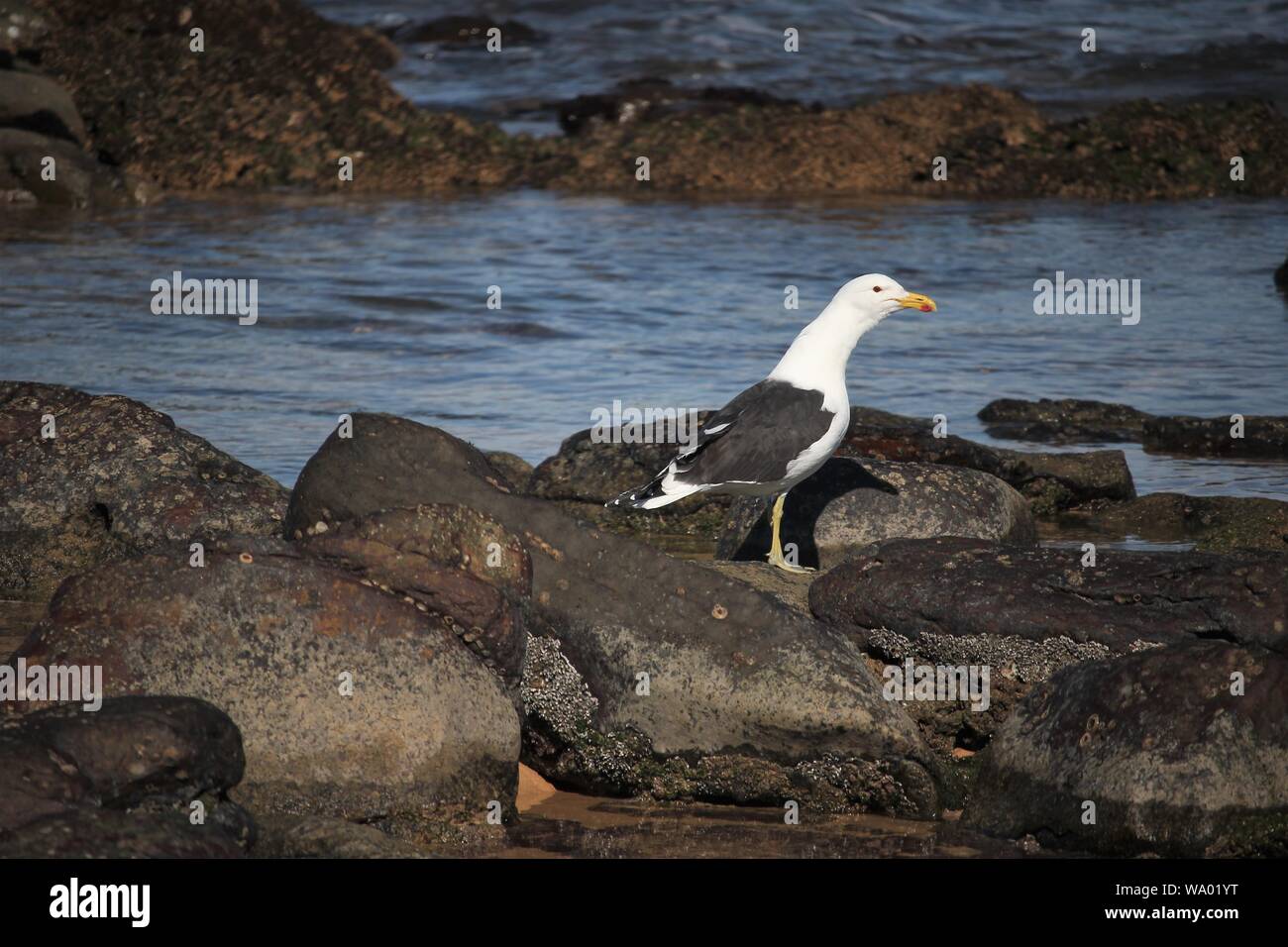 Le sud du Goéland marin (Larus dominicanus), à la plage de Cannon Rocks, Eastern Cape, Afrique du Sud Banque D'Images