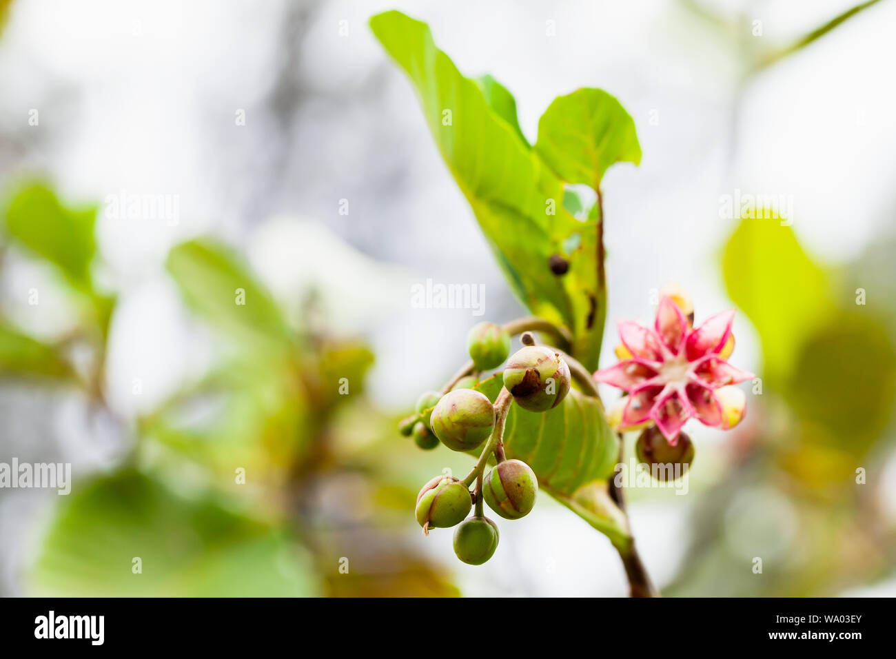 Tropical flower rose et les bourgeons. Close-up fond photo avec focus sélectif pris dans la forêt tropicale de Malaisie Banque D'Images