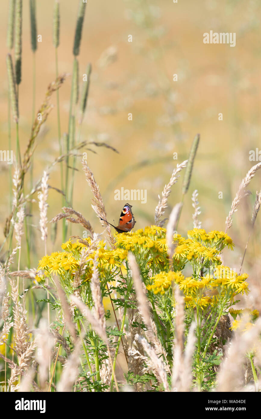 Un papillon de paon (Aglais IO) qui se bassit sur le Ragot commun parmi l'herbe molle rampante et diverses autres herbes sur le bord d'un champ d'orge Banque D'Images