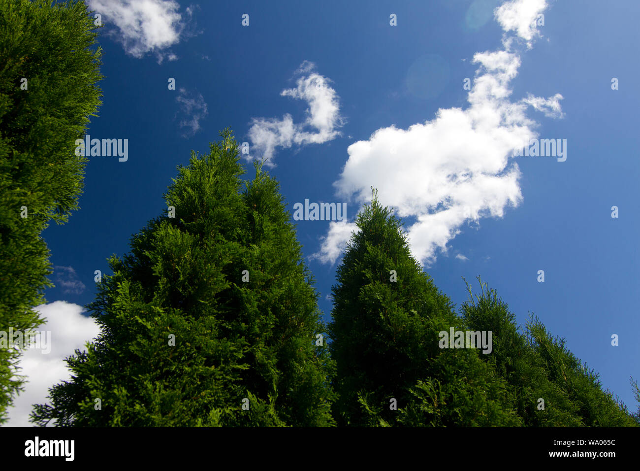 Cumulus fractus humilis,Cu (fra, hum - zerrissen,niedrig) und Thuja occidentalis Smaragd, 30052610 *** *** légende locale Banque D'Images