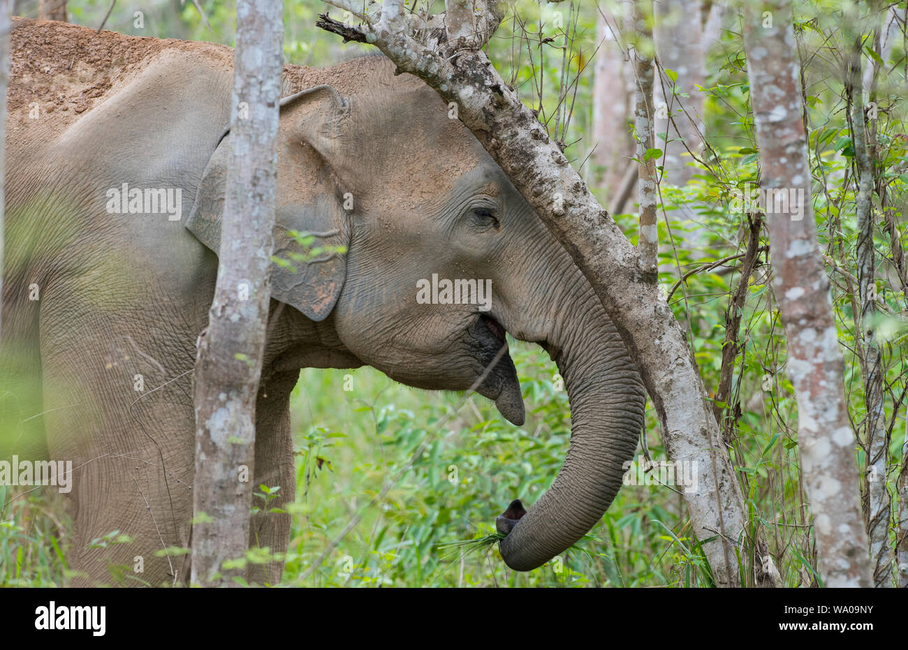Gros plan de la tête d'un éléphant d'Asie, Elephas maximus dans la forêt en NP Kui Buri Thaïlande Banque D'Images