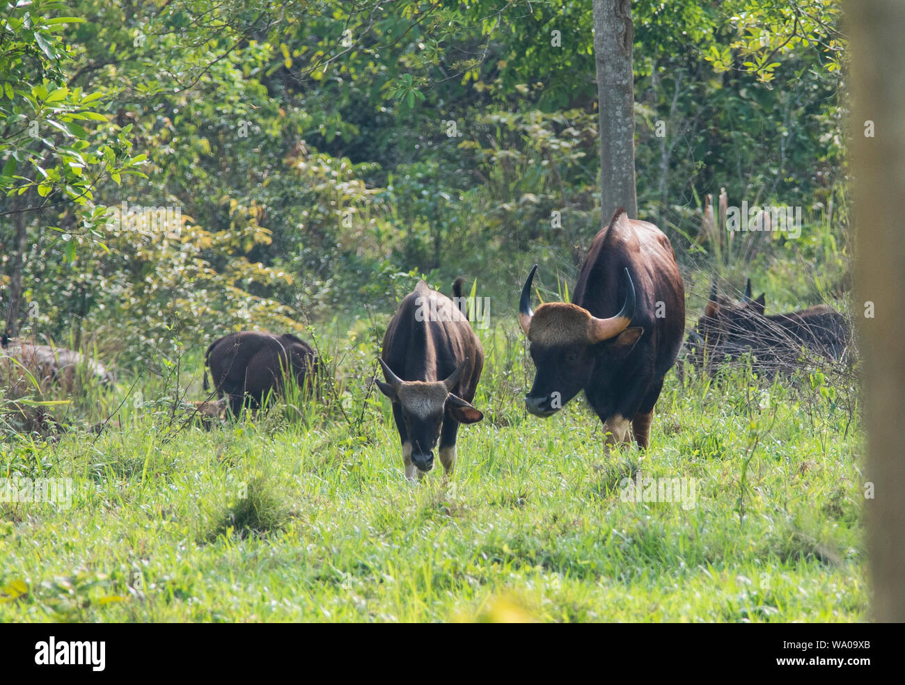 Wild Gaur, Bos bison indien ou à gaurus NP Kui Buri Thaïlande Banque D'Images