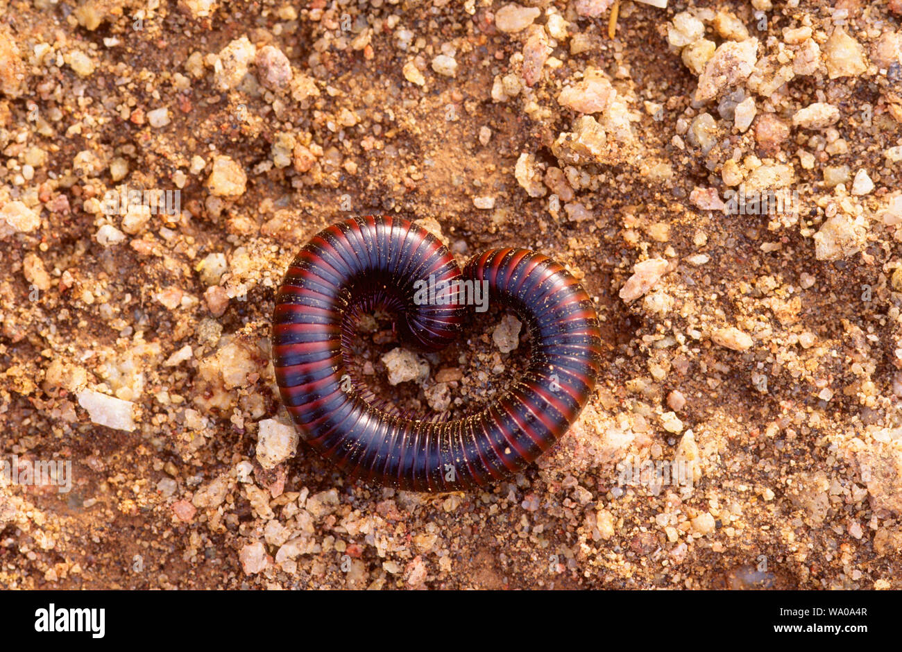 Les Arthropodes, millipèdes, le, l'animal, l'inect, désert, Namibie, 30074772 Banque D'Images