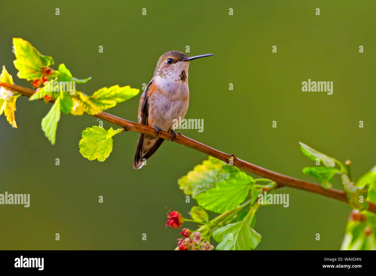 Rufus Hummingbird, perché sur les branches d'arbustes, de regarder, d'alerte contre l'arrière-plan flou vert. Banque D'Images