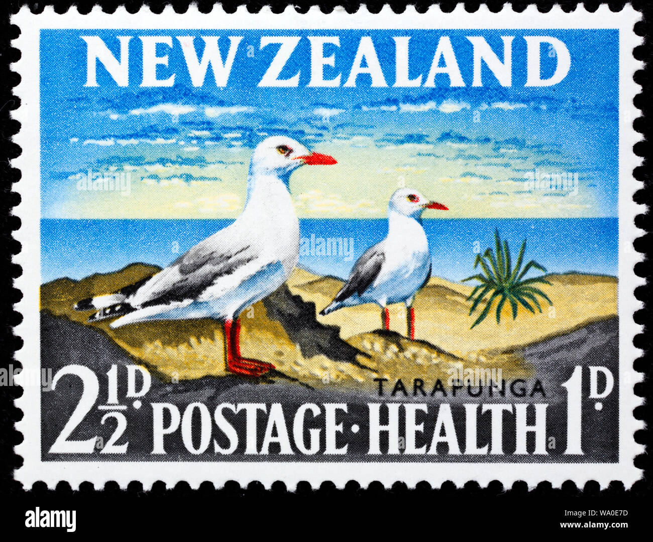 Tarapunga, argent, Larus novaehollandiae, timbre-poste, Nouvelle-Zélande, 1964 Banque D'Images