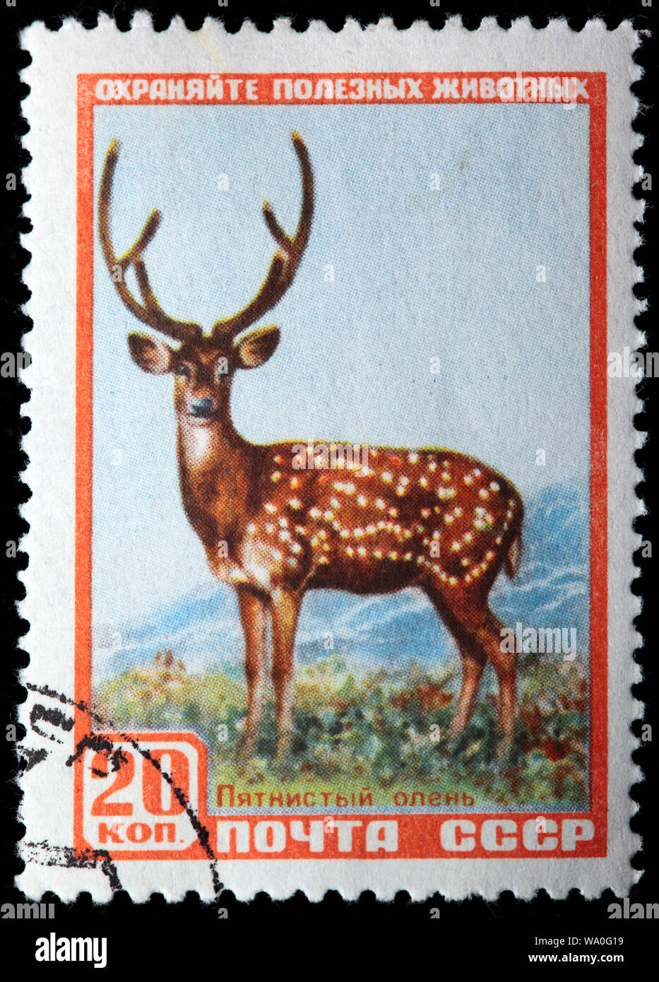 Cerf sika de Manchourie, Cervus nippon dybowskii, timbre-poste, Russie, URSS, 1957 Banque D'Images