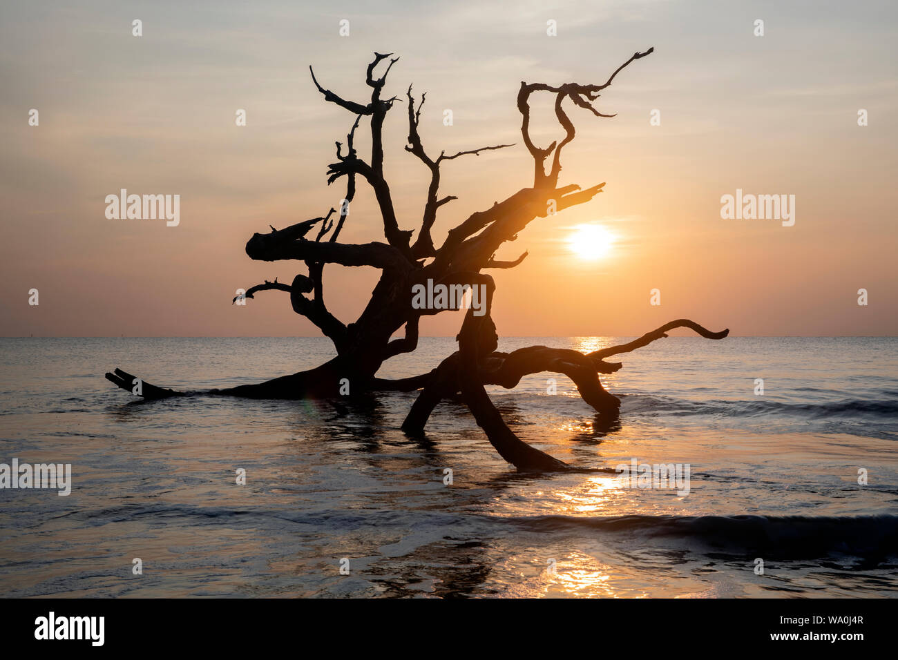 Lever de soleil sur Driftwood Beach - Jekyll Island, Georgia, United States Banque D'Images