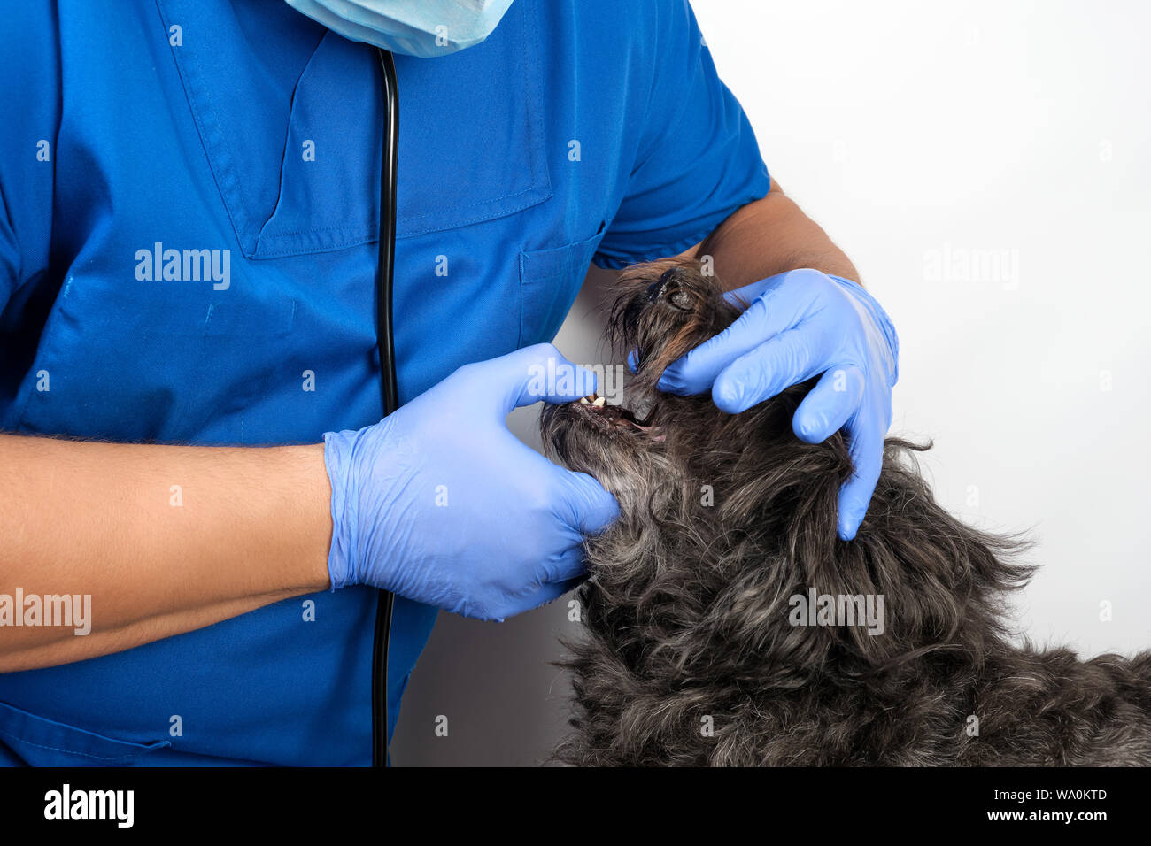 Vétérinaire en uniforme bleu gants latex stériles et examine la bouche d'un  petit chien noir, concept de traitement des animaux Photo Stock - Alamy