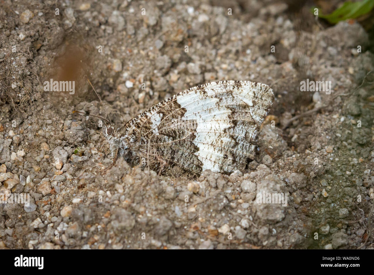 Grande ombre bagués (Kanetisia Aulocera, Circé circé) dans le sable Banque D'Images