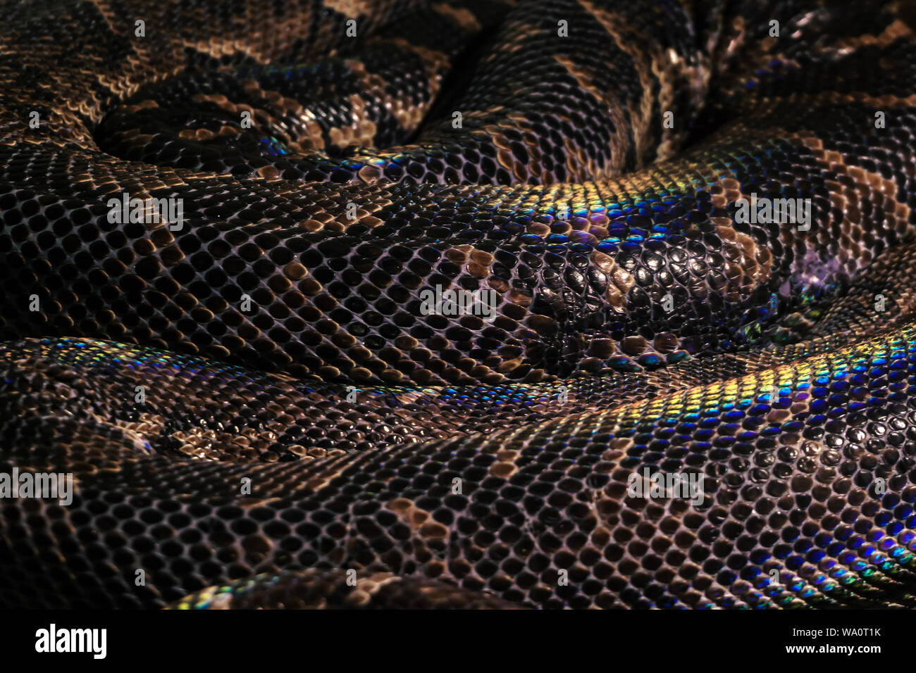 Contexte - bagues serpent enroulé animé avec de grandes écailles brunes avec rainbow met en lumière Banque D'Images