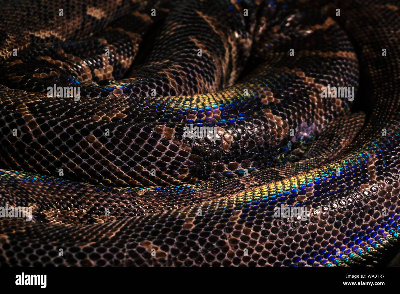 Contexte - bagues serpent enroulé animé avec de grandes écailles brunes avec rainbow met en lumière Banque D'Images