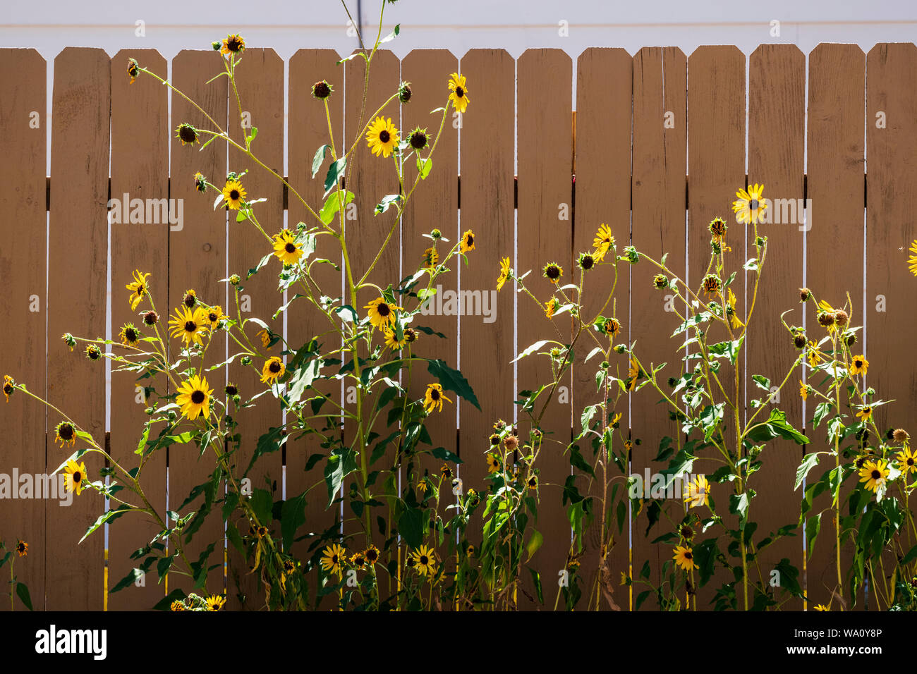 Le tournesol contre l'arrière-plan de clôture en bois ; lattes ; Salida Colorado ; USA Banque D'Images