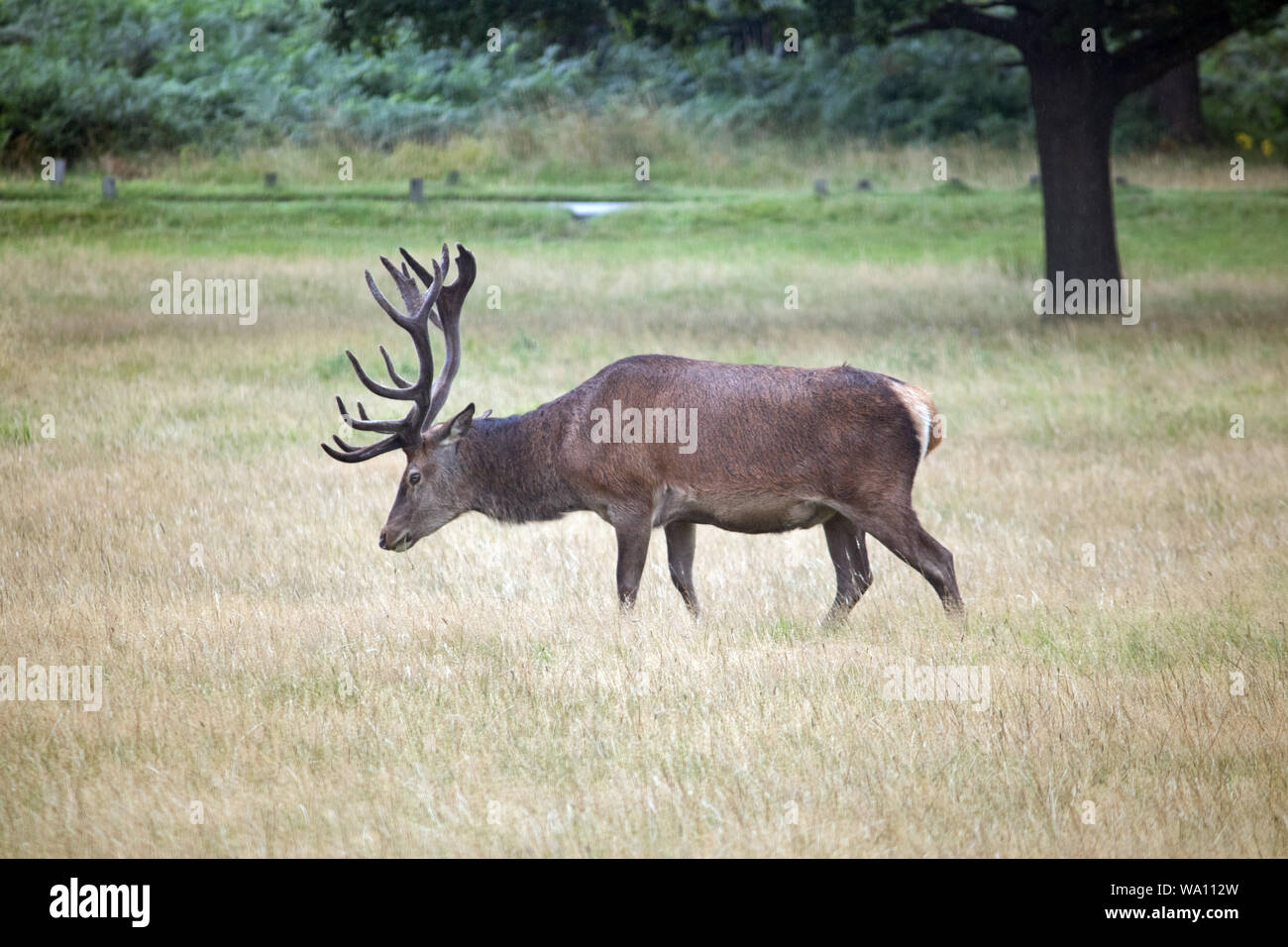 Richmond Park Londres Angleterre, Royaume-Uni. Août 16, 2019. Red Deer stag par temps humide à Richmond Park, à seulement 10 km du centre de Londres. Credit : Julia Gavin/Alamy Live News Banque D'Images