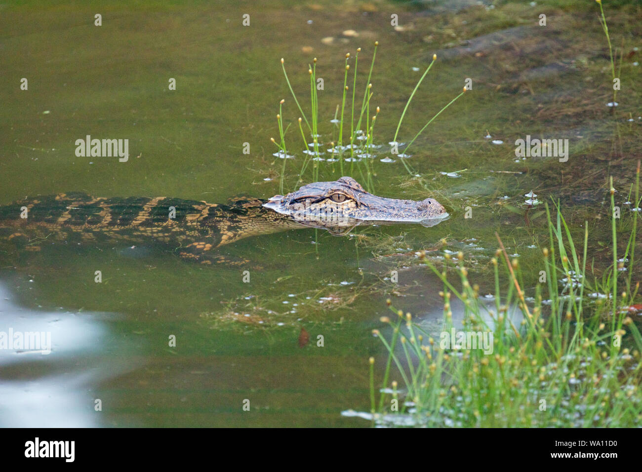 Les jeunes de la Caroline du Nord dans un alligator pond Banque D'Images