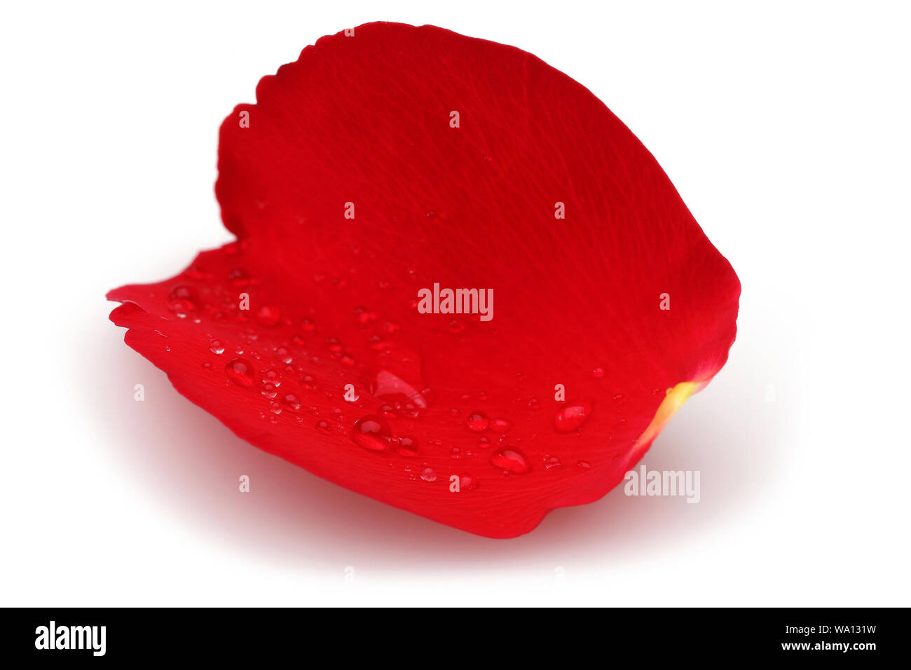 Gouttes d'eau et seul pétale de rose isolé sur fond blanc Banque D'Images