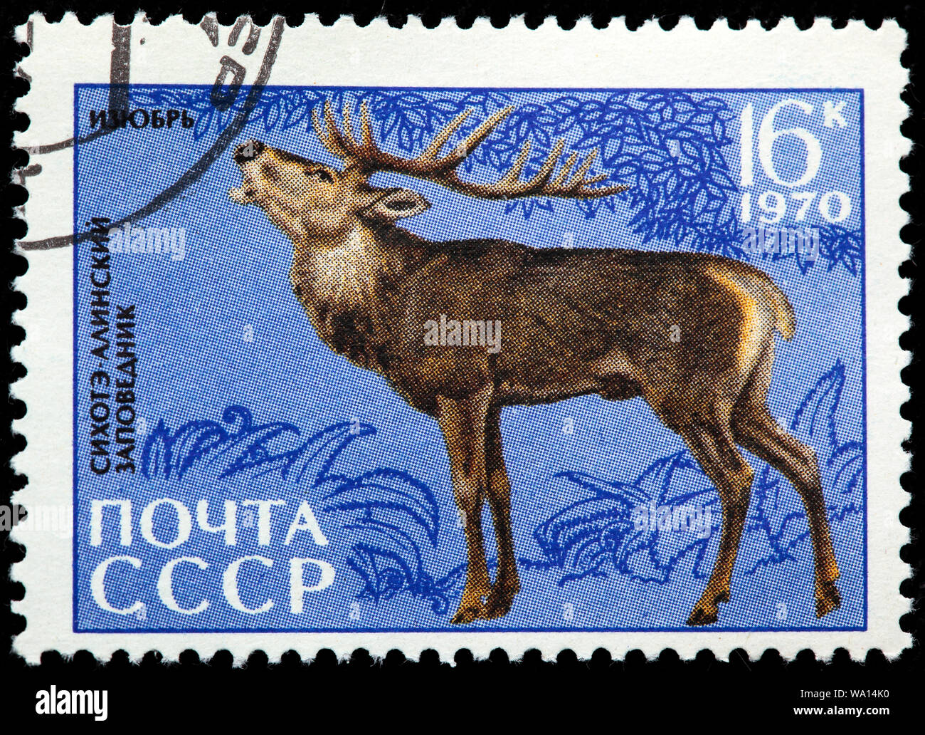 Red Deer (Cervus elaphus, La faune de la réserve naturelle de Sikhote-Alin, timbre-poste, Russie, URSS, 1970 Banque D'Images