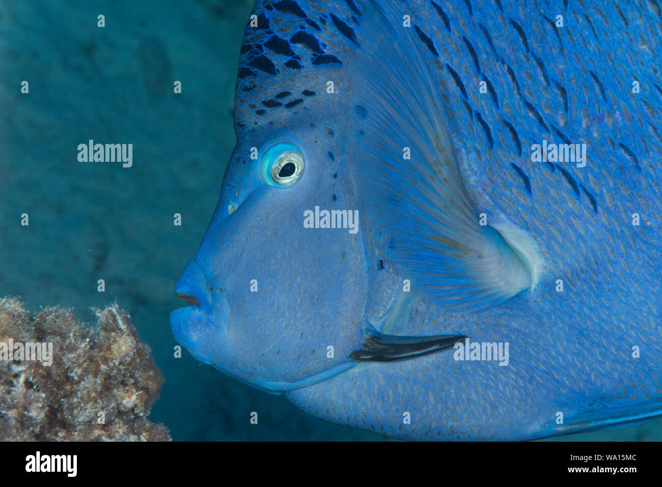 Yellowbar Angelfish Pomacanthus maculosus (Portrait) montrant la défensive Barb qui n'est pas souvent vu. Pris dans la mer Rouge. Banque D'Images