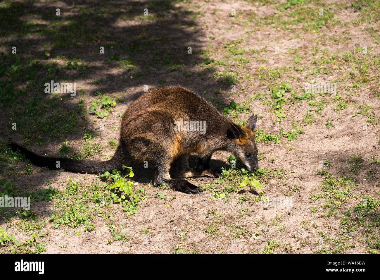 Swamp Wallaby (Wallabia bicolor) Banque D'Images